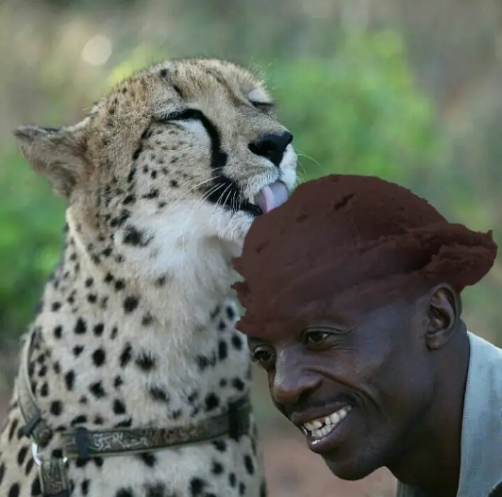 cheeta