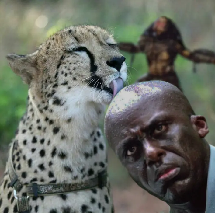 Cheeta lame la cabeza Y el Photoshop Hace Lo suyo