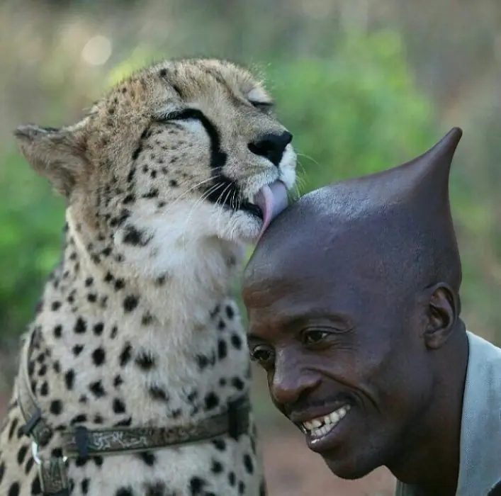 cheeta