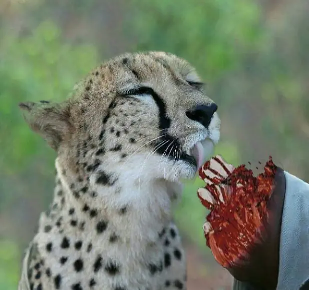 cheeta