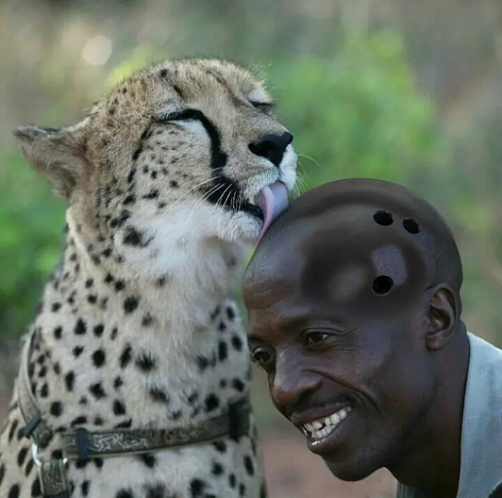 Cheeta lame la cabeza Y el Photoshop Hace Lo suyo