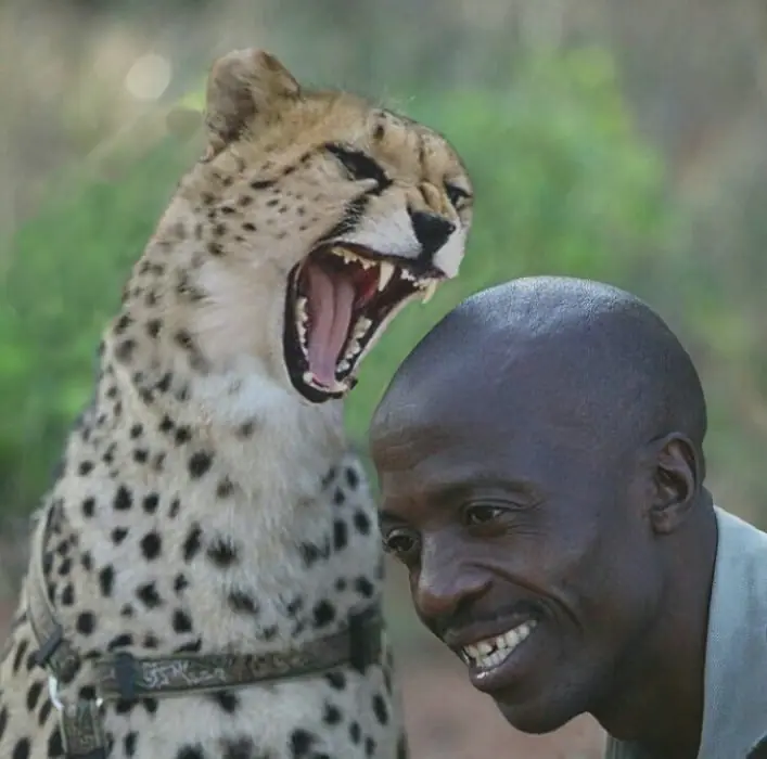 cheeta