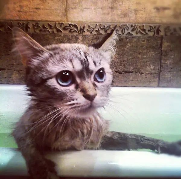 gatos