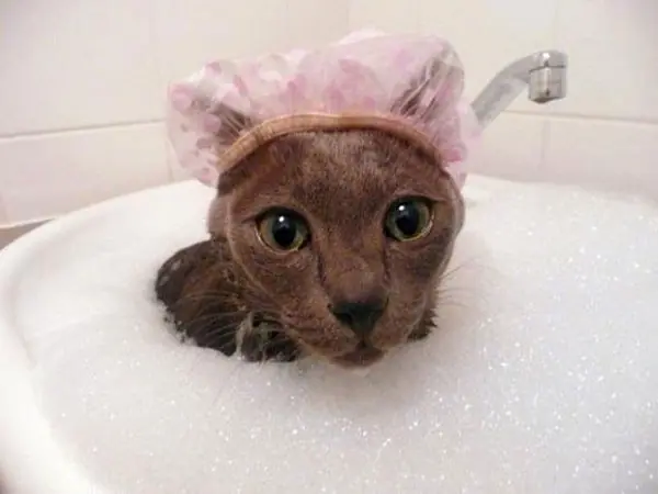agua