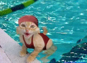 Hay gatos que les guata el agua!!mira.