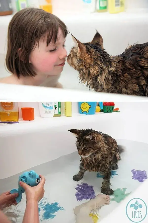 gatos
