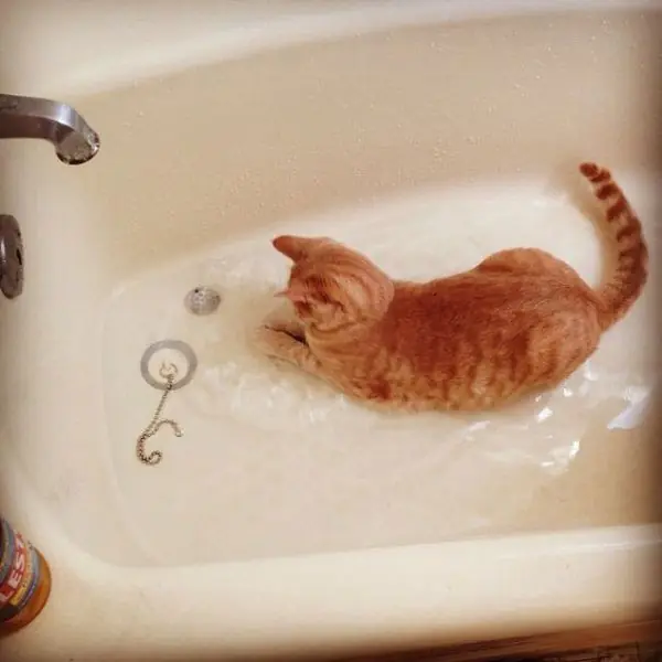 agua agua