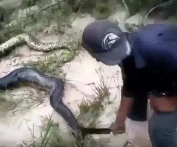 anaconda gigante