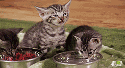 Tu vida en Gifs