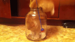 gifs