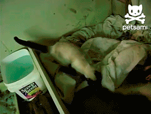 Tu vida en Gifs