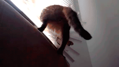 Tu vida en Gifs