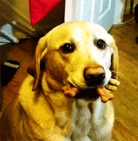gifs