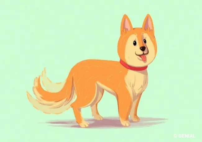 Perro