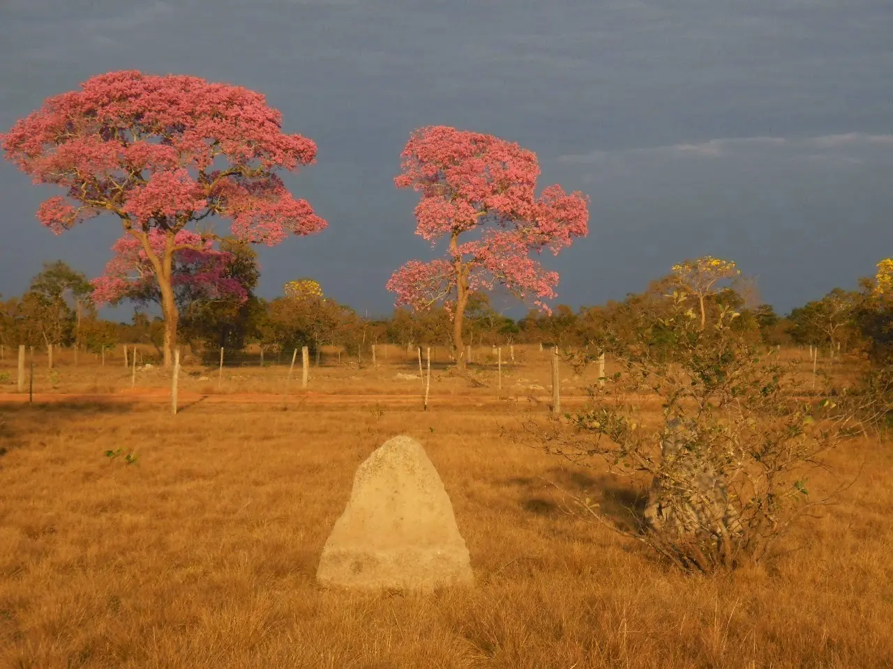 Brasil y su biodiversidad  Parte 1
