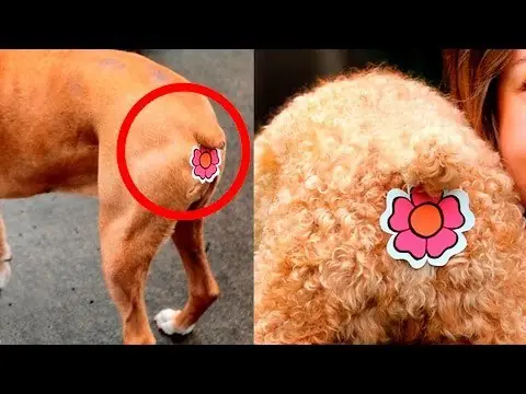 Inventos raros