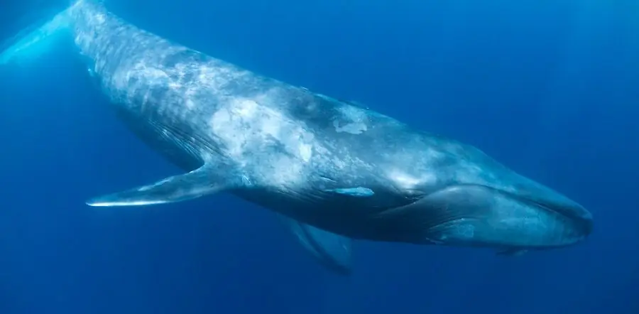 Ballena azul