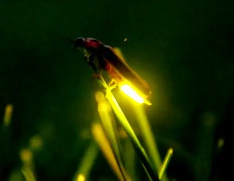 10 Curiosidades 10 Curiosidades