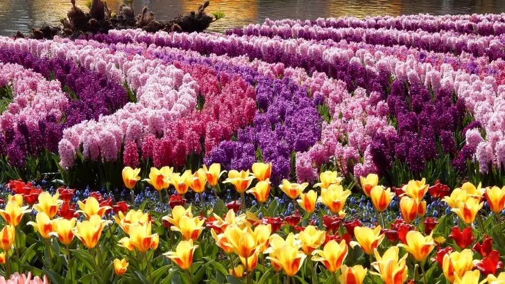 tulipanes tulipanes