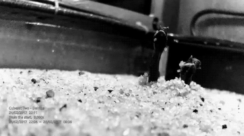 La papa peruana que podría sobrevivir en Marte