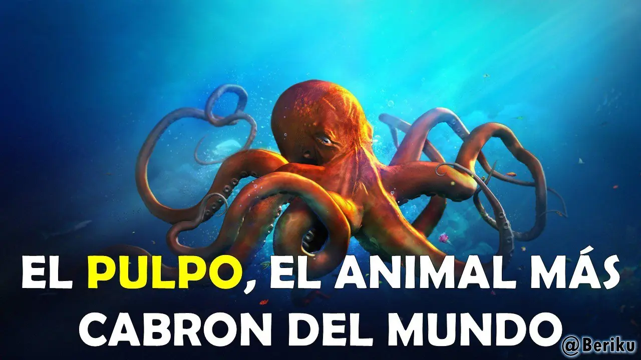 Mira lo que puede hacer el Pulpo, el animal más Brutal