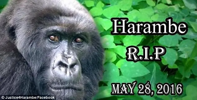 harambe