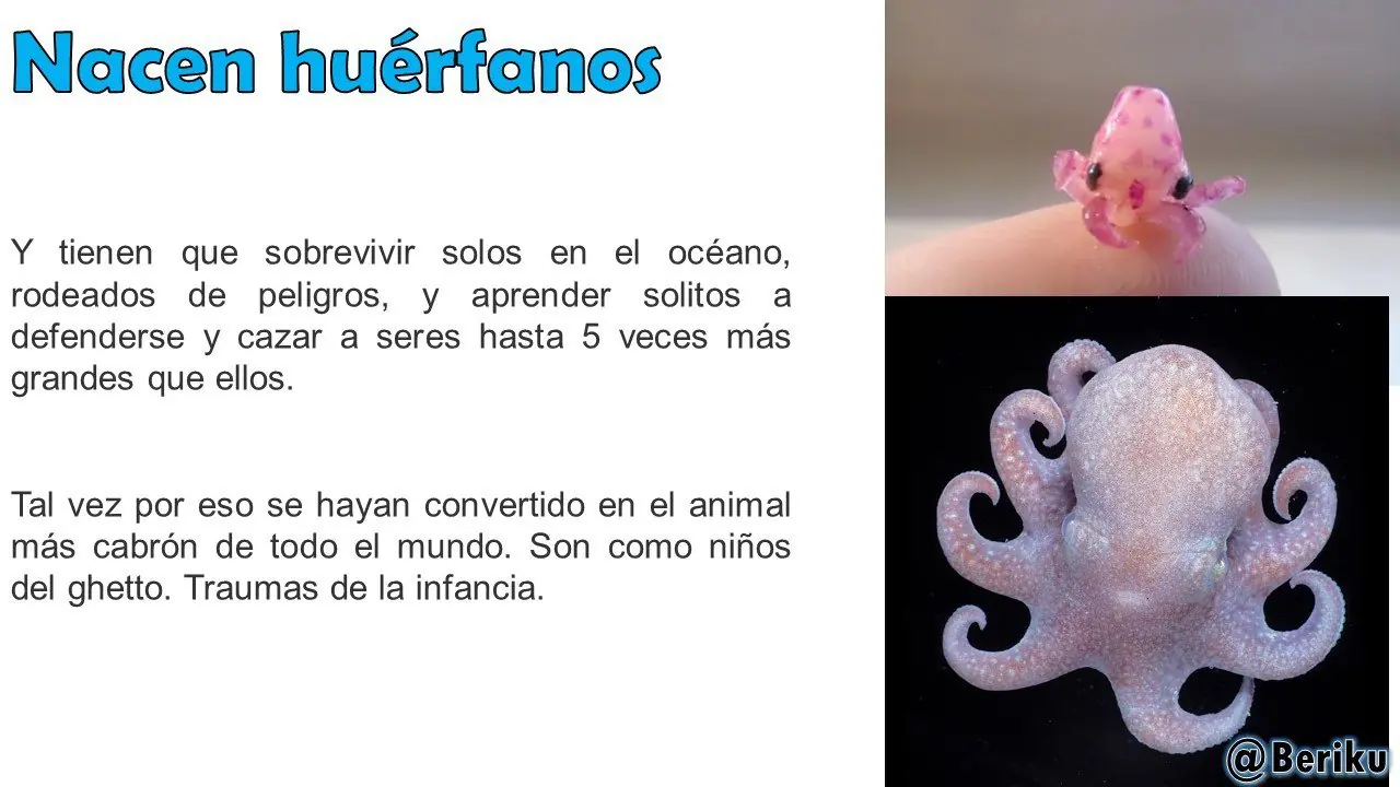 Mira lo que puede hacer el Pulpo, el animal más Brutal