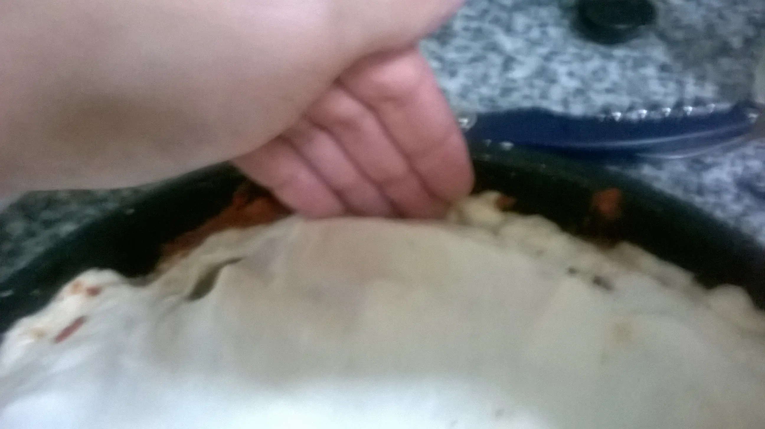 jamon jamon