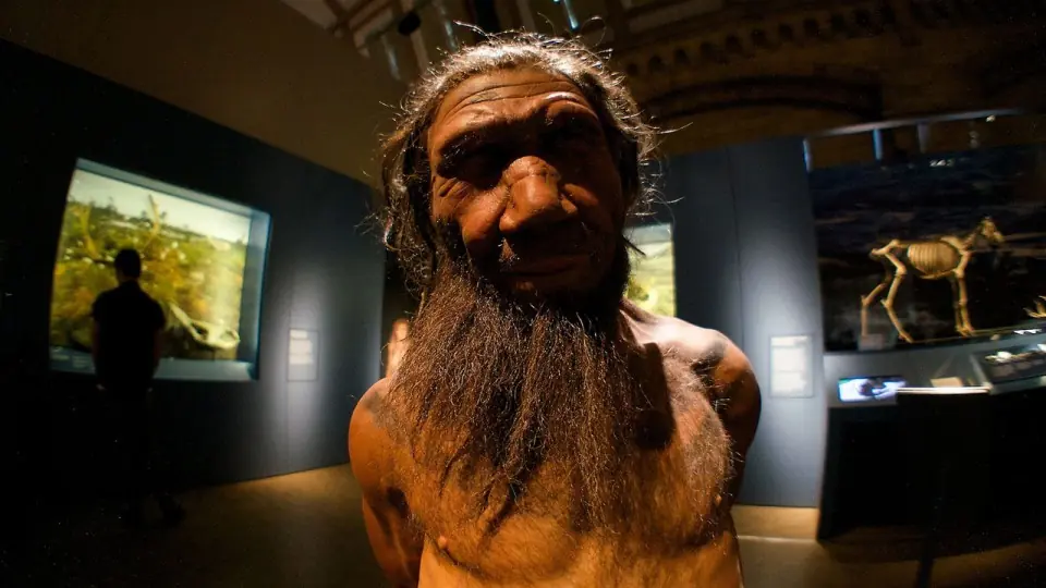 Los Neandertales usaban medicinas