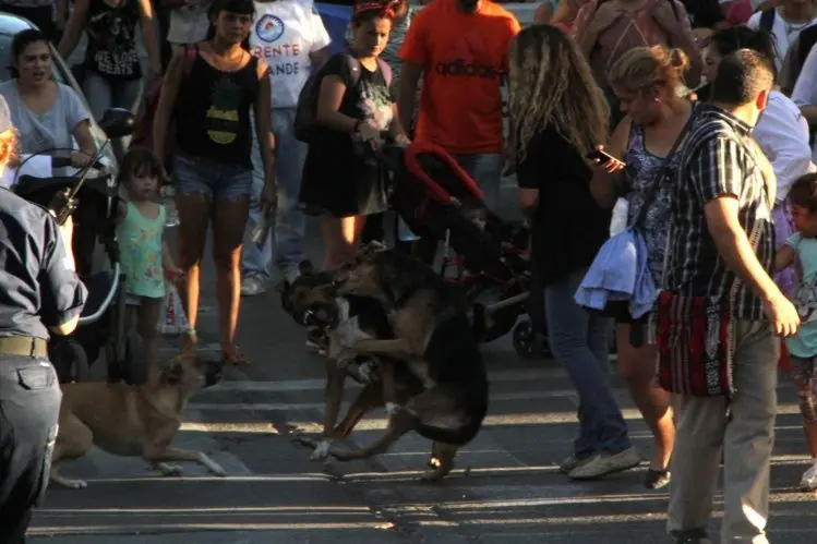 Terrible pelea en medio de la marcha esta tarde. Video