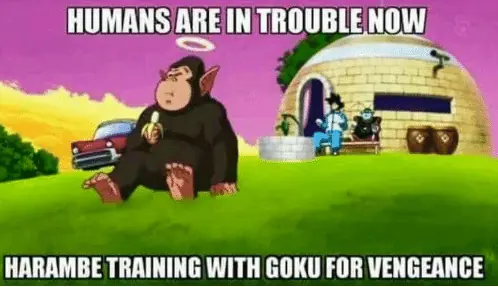 harambe