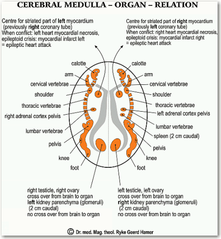 Las 5 leyes biologicas. Nueva medicina germanica