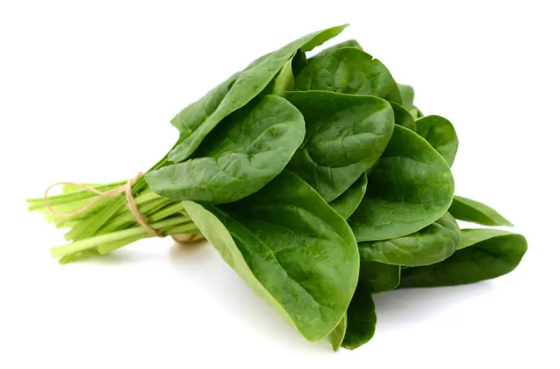 lechuga