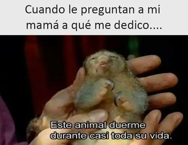 humor 2017