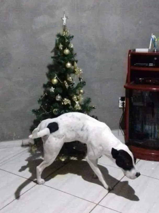 fotos de humor