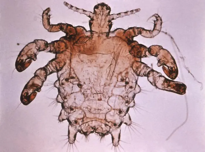 krokodil