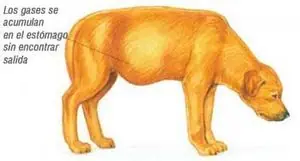 mascota