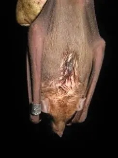 murcielagos