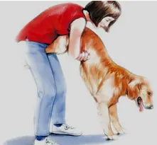 Salva la vida de tu perro con estos primeros auxilios.