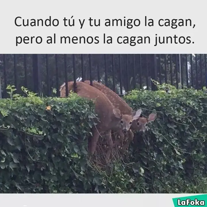 humor megapost