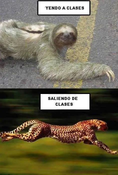 ocio