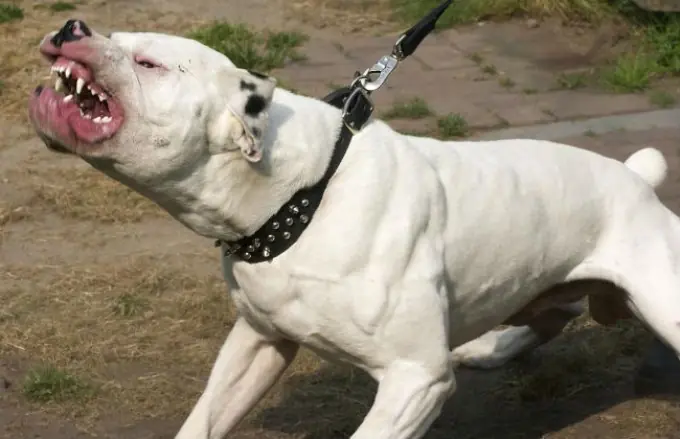 Humano