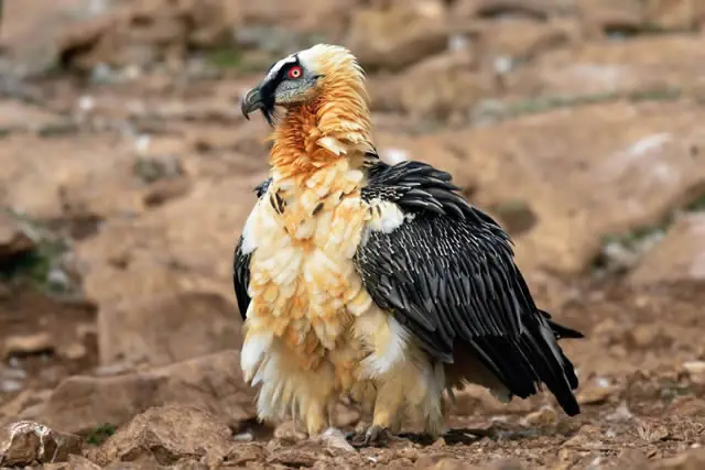 16 animales raros