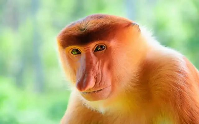 16 animales raros, probablemente extintos antes de que muera