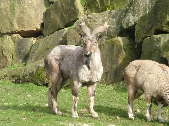 16 animales raros