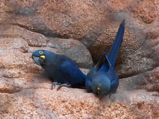 animales exoticos