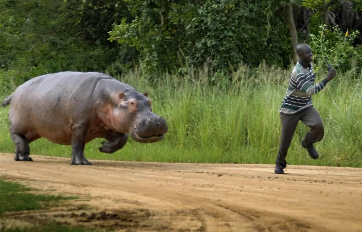 Publican las 14 especies que más humanos matan