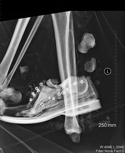 17 Radiografías Inusuales.