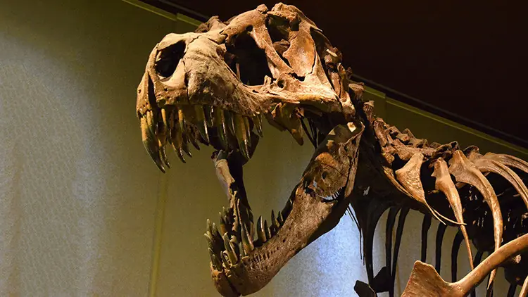 dinosaurio