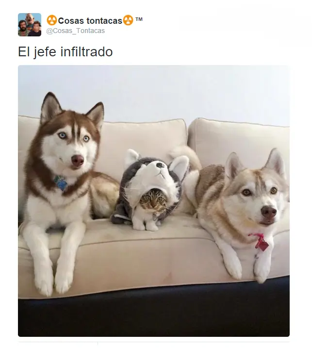 Pero mirate estas imagenes de Humor papa